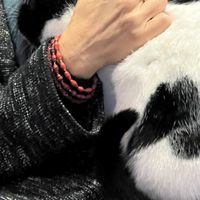   at Kattencafé Sophie in Leiden