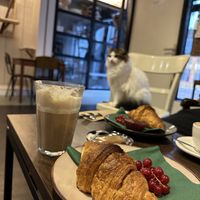   at Kattencafé Sophie in Leiden