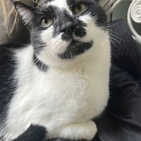   at Kattencafé Sophie in Leiden