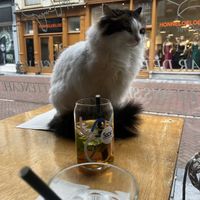   at Kattencafé Sophie in Leiden