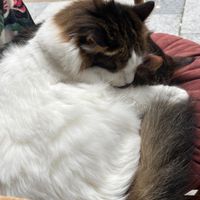   at Kattencafé Sophie in Leiden