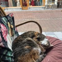   at Kattencafé Sophie in Leiden