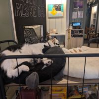  at Kattencafé Sophie in Leiden