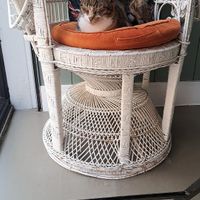  at Kattencafé Sophie in Leiden