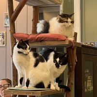   at Kattencafé Sophie in Leiden