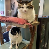   at Kattencafé Sophie in Leiden