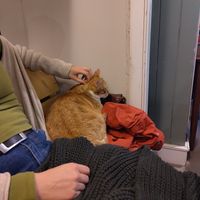  at Kattencafé Sophie in Leiden