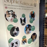  at Kattencafé Sophie in Leiden