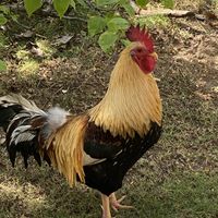 Friendly rooster  at Rincon del Sabor  in Vieques
