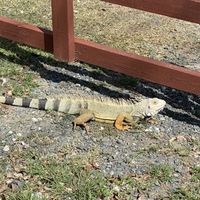 Sunning iguana  at Rincon del Sabor  in Vieques