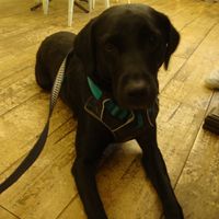 Dogs made very welcome! at Buttercups in Cromer