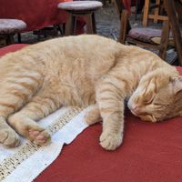  at Yasmina's Itzalanyasayan in San Francisco