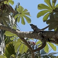 Iguana hanging in the tree  at Yasmina's Itzalanyasayan in San Francisco