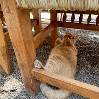 Friendly kitty   at Yasmina's Itzalanyasayan in San Francisco