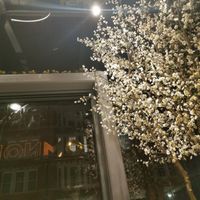 Indoor trees  at Namaste@OMNOM in North London