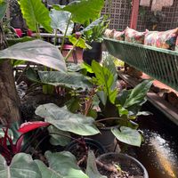  at Downtown - Vegan Garden Restaurant in Chiang Mai