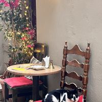 Kitten  at Bizou Cafe in Corfu