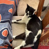 Street cat that everyone in the alley feed and looks after   at Bizou Cafe in Corfu