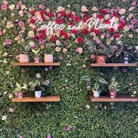   at Coffee And Plants in Pasadena