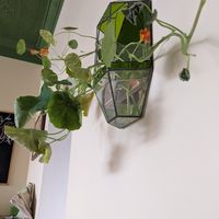  at Forest in Auckland