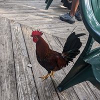 Hang with the chickens at Old Town Mexican Cafe in Key West