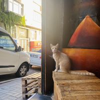 Friendly cats  at Yalla Falafel in Istanbul