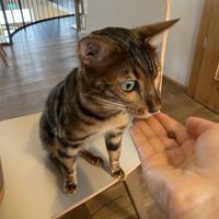 Die Katzen  at Katzentempel in Regensburg