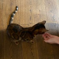 Bei der Fütterung  at Katzentempel in Regensburg