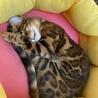 Überall süße Katzen  at Katzentempel in Regensburg