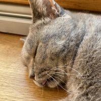 Lassen sich in der Regel alle streicheln  at Katzentempel in Regensburg