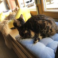 Innenraum mit Katzen at Katzentempel in Regensburg