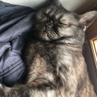   at Katzentempel in Regensburg