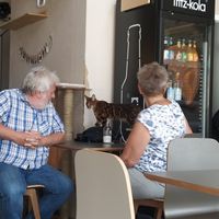 Cats at Katzentempel in Regensburg