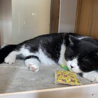   at Katzentempel in Regensburg