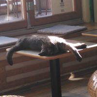  at Katzentempel in Regensburg