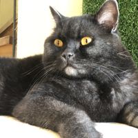 A purfect photo of Phantom. 😻  at Katzentempel in Regensburg