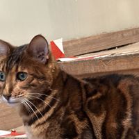 cat  at Katzentempel in Regensburg