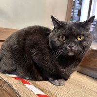 cat  at Katzentempel in Regensburg