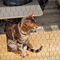 Cat seen from the outside as we left at Katzentempel in Regensburg