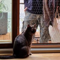  at Katzentempel in Regensburg