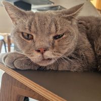 💜 at Katzentempel in Regensburg