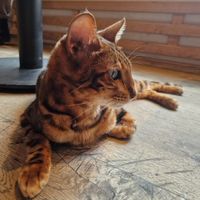 💜 at Katzentempel in Regensburg