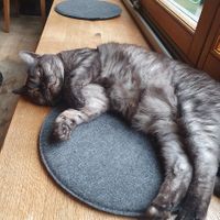  at Katzentempel in Regensburg