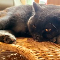  at Katzentempel in Regensburg