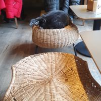  at Katzentempel in Regensburg