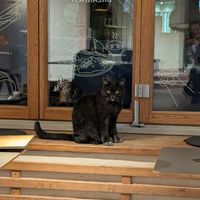 one of the cats :) at Katzentempel in Regensburg