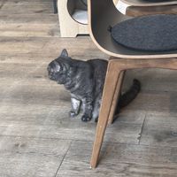 Katzi  at Katzentempel in Regensburg