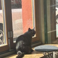 Katzi  at Katzentempel in Regensburg