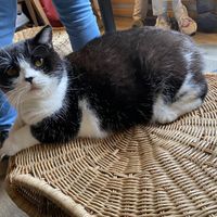   at Katzentempel in Regensburg