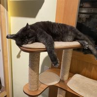   at Katzentempel in Regensburg